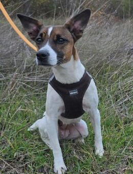 Kazu sanfte kleine Dame - Berlin