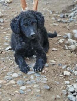 💕Trixie💕sucht ein liebevolles Zuhause - Freilassing