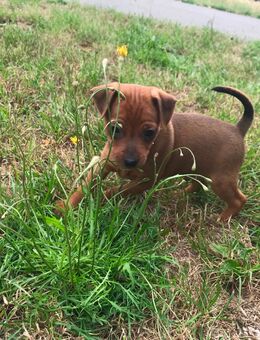 Reinrassige Zwergpinscher / Rehpinscher Welpen - Dierdorf