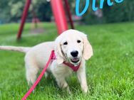 Golden Retriever Welpen - Drei kleine Welpen suchen noch ein zu Hause :) - Schwelm