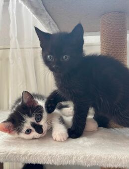 Kitten abzugeben - Stuttgart