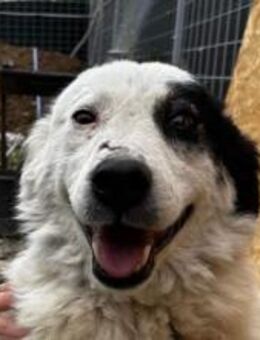 Bianca - sooo entzückend - Dreikirchen