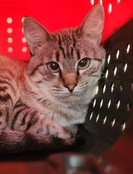 Gutmütiger Kater Bizcocho - Karlsruhe