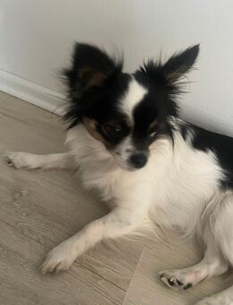 Chihuahua-Hündin (1,5 Jahre) – verspielt, verschmust & kinderlieb - Kamp-Lintfort