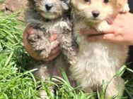 Pomeranian Toypudel mix welpen mädchen - Halle (Saale)