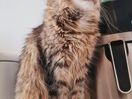 Sibirische Katze 2J.umständehalber - Gelsenkirchen Zentrum