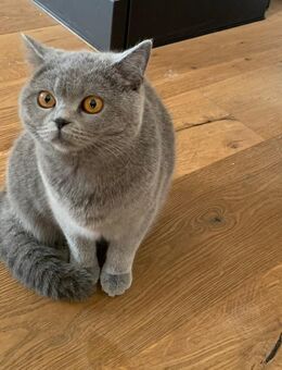 Reinrassige BKH Katze - Nattenheim