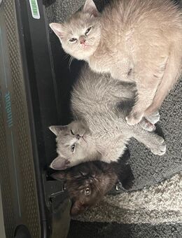 Britische kurzhaar Katze - Berlin