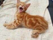 Kitten, Katzenbaby, Katze roter Kater - Bad Oeynhausen Dehme