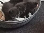 Zuckersüße Katzen Kitten - Schwarzheide