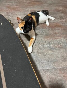 2wunderschöne hauskatzen dringend in guten Händen abzugeben - Dortmund