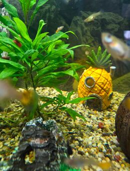 Aquarium 100 x 40 mit Fischen und Zubehör - Leipzig Nordwest