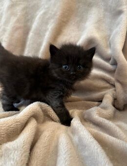 BKH/BKL Kitten aus liebevoller Hobbyzucht – verschiedene Farben – 450 € VB - Hungen