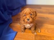 Maltipoo Welpen - Hannover