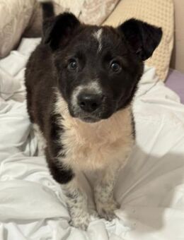 TELMA 💕 - fröhlich, frech, intelligent - Marienfließ