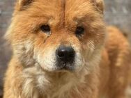 Lieber Rüde B619 sucht liebes Zuhause - Neuberg