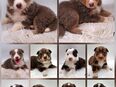 Miniature Australian Shepherd Welpen mit Papieren in 99706