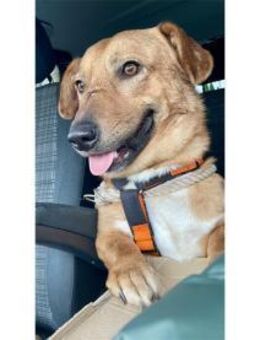 Jonte - wartet in 91054 Erlangen - Oberwies