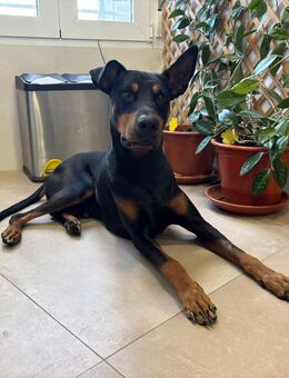 Lucky einfach abgegeben Ho - Ludwigshafen (Rhein)