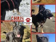 Chris großer Schäferhund Mischling Rüde - Margetshöchheim