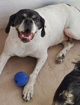 BIG BELLA - sozial und freundlich - Köln