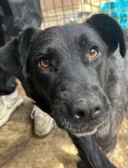 Lexi- kuschelt gerne - Kallmünz