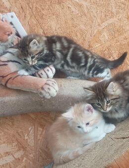 Norwegische Waldkatzen Kitten abzugeben! - Frauenstein Zentrum