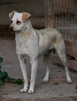 Quirin-freundlich und lieb - Haan