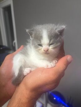 BKH Kitten - Dortmund