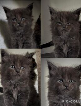 Reinrassige Maine Coon Kitten - Thalfang