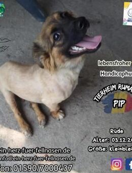 PIP - kleiner Mann, großer Lebensmut - Waakirchen