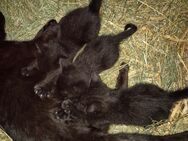 Babykatzen vom Bauernhof an Gute Hände abzugeben - Kaufering