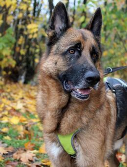 Bentley Schäferhund mit Power und Herz - Mülheim (Ruhr)