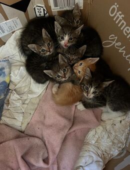 Süße Kitten abzugeben 🐾 - Aerzen