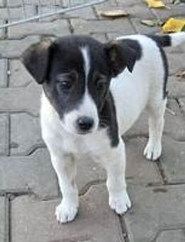 Loreen verspieltes Welpenmädel - Hüllhorst