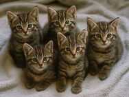 EKH Katzen Kitten - Essen