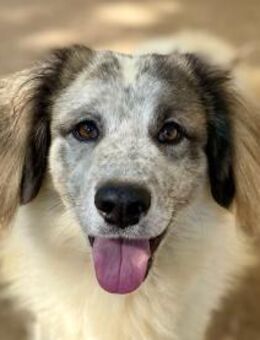 BOVALE - nett, verträglich & verspielt - Dänischenhagen