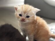 🐾 BKH Kitten mit Stammbaum – Liebevoll aufgezogen & bereit fürs neue zuhause 🏡 - Duisburg