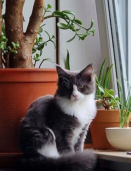 Nur noch 2 von 6 reinrassigen Maine Coon Kitten - Zweibrücken