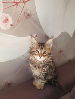 Maine coon babys xxl - Gerolstein