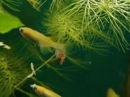 Medaka Reisfische Eier und Jungfische - Niederwerrn