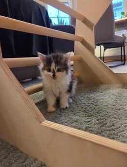 Maine Coon Kitte - Kassel