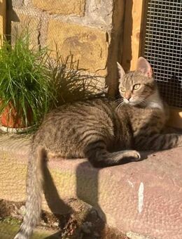 Schüchterne Lilly sucht Familie - Margetshöchheim