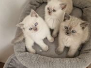 Britischkurzhaar Kitten - Schongau