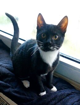 Junger Kater 5 Monate jung sucht ein neues Zuhause - Cuxhaven