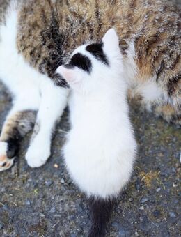 Schmusekatze sucht liebevolles Zuhause, Katzenbaby, Kitten, Kater, Babykatze, Katze - Drensteinfurt