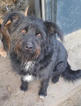 Bonnie sucht ihre Familie - Weilheim (Oberbayern)