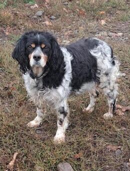 💕Fariba💕 sucht ihre Menschen💕 - Freilassing