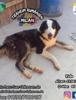 MILAN-Abenteuer, Spaß, Liebe, Liebe... - Waakirchen