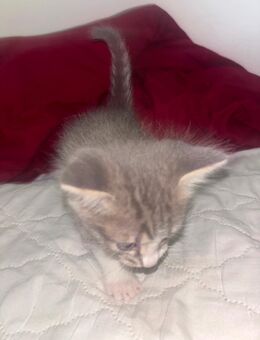 Baby Katzen EKH und Heilige Birma Mix - Ulm
